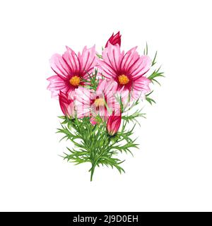 Aquarell Kosmos Blumen Blumenstrauß isoliert auf weißem Hintergrund. Handgezeichnete Wildblumen-Anordnung mit rosa Blüten und grünen Blättern. Stockfoto