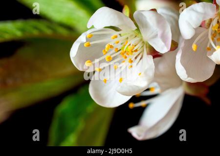 Wild Cherry (prunus avium), Nahaufnahme des Stilllebens mit Fokus auf eine einzelne Blume aus einem Spray, isoliert vor einem schwarzen Hintergrund. Stockfoto