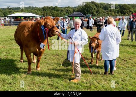 Frome, Somerset, Großbritannien - 11 2021. September: Eine britische Limousin Heifer und ihr Kalb werden auf der Frome Agricultural and Cheese Show 2021 beurteilt Stockfoto