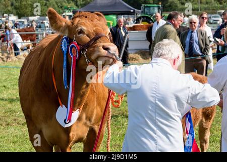 Frome, Somerset, Großbritannien - 11 2021. September: Eine britische Limousin Heifer und ihr Kalb werden auf der Frome Agricultural and Cheese Show 2021 beurteilt Stockfoto