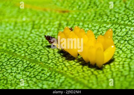 Makro von vielen gelb gefärbten Eiern eines Marienkäfer auf einem Blatt Stockfoto