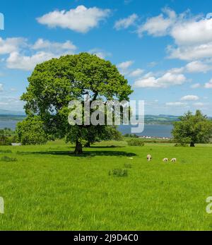 Grundstück des House of Binns in der Nähe von Linlithgow mit Blick auf die Küste von Fife, Schottland, Großbritannien Stockfoto