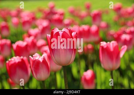 Rote und rosafarbene Tulpenblüten im Sonnenlicht, farbenfroher Frühlingshintergrund. Bereich der blühenden Tulpen, selektiver Fokus Stockfoto