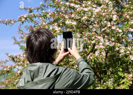 Mädchen Fotos auf Smartphone-Kamera Apfelblüten im Frühlingsgarten Stockfoto