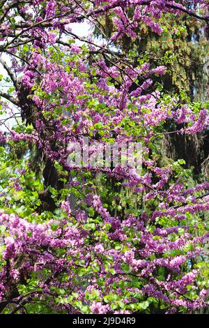 Europäischer Cercis, oder Judas Baum, oder europäischer Scharlach. Nahaufnahme von rosa Blüten des Cercis siliquastrum. Cercis ist ein Baum oder Strauch, eine Art des Genus Stockfoto