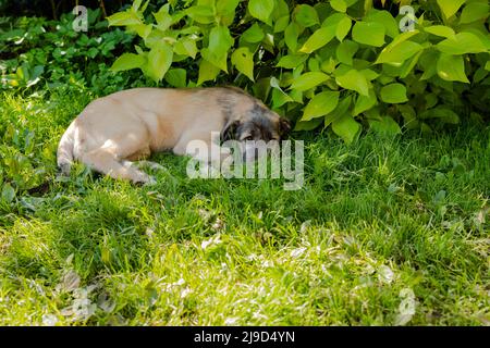 Porträt eines schönen weißen irischen Wolfhound Hund posiert im Garten. Fröhlicher Hund, der im Frühling auf Gras sitzt Stockfoto