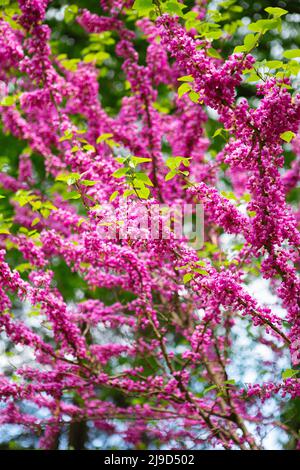 Europäischer Cercis, oder Judas Baum, oder europäischer Scharlach. Nahaufnahme von rosa Blüten des Cercis siliquastrum. Cercis ist ein Baum oder Strauch, eine Art des Genus Stockfoto