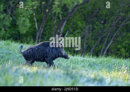 Wildschwein (Sus scrofa) auf der Wiese. Stockfoto