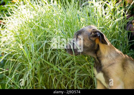 Porträt eines schönen weißen irischen Wolfhound Hund posiert im Garten. Fröhlicher Hund, der im Frühling auf Gras sitzt Stockfoto