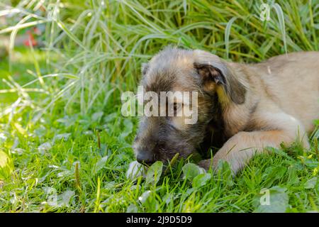 Porträt eines schönen weißen irischen Wolfhound Hund posiert im Garten. Fröhlicher Hund, der im Frühling auf Gras sitzt Stockfoto