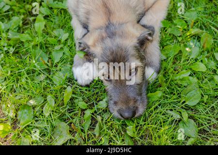 Porträt eines schönen weißen irischen Wolfhound Hund posiert im Garten. Fröhlicher Hund, der im Frühling auf Gras sitzt Stockfoto