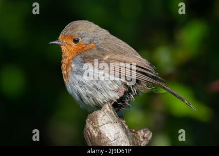 Der Erwachsene Robin Erithacus rubecula sieht nach der Brutsaison leicht schäbig aus und thront auf einem Baumzweig in Northumberland. Stockfoto