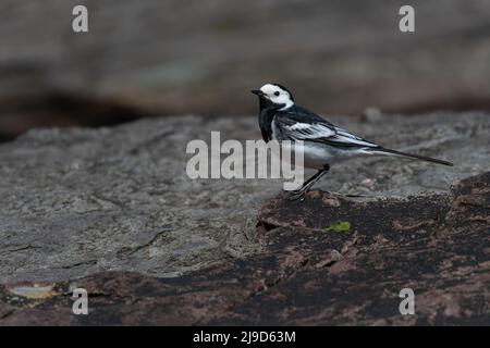 Pied Wagtail Motacilla Alba auf Küstenfelsen in Bamburgh Northumberland, Großbritannien Stockfoto