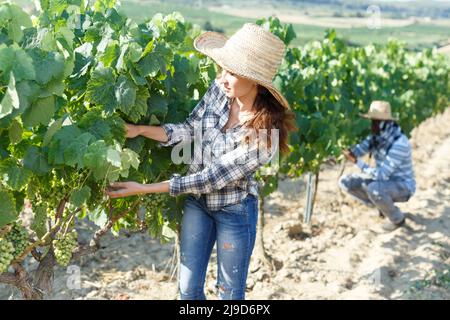 Junge Frau Bauer im sonnigen Weinberg mit männlichen Assistenten arbeiten, Controlling Trauben reifen Stockfoto