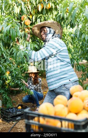 Lächelnd afroamerikanischen Landwirt Ernte reifen Pfirsiche im Obstgarten .. Stockfoto