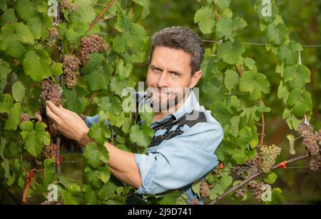 Weinrebe vom Bauern mit Schere geschnitten, Ernte Stockfoto