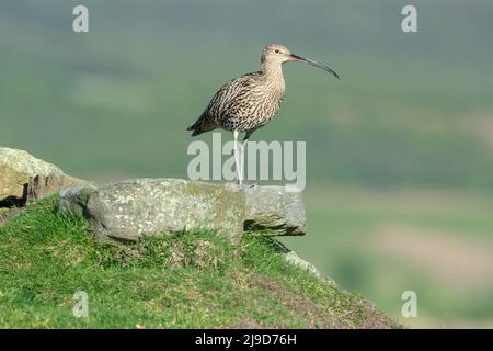 Erwachsene Curlew im Frühling stand auf einem Felsvorsprung auf den North Yorkshire Moors, Großbritannien. Nach rechts. Wissenschaftlicher Name: Numenius Arquata. Saubere Zimmer Stockfoto