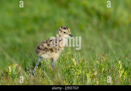 Curlew Küken, wissenschaftlicher Name: numenius arquata. Sehr junges Curlew-Küken in natürlichem Moorgebiet, nach rechts ausgerichtet. Curlews sind rückläufig und n Stockfoto