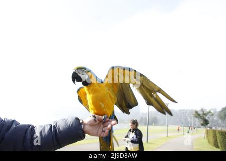 Curitiba, Parana, Brasilien. 22.. Mai 2022. (INT) intensive Bewegung der Menschen in Birigui Park, in Curitiba. 22. Mai 2022, Curitiba, Parana, Brasilien: Intensive Bewegung der Menschen in Birigui Park, einer der am meisten frequentierten in der Stadt Curitiba, am Sonntag (22), mit angenehmen und sonnigen Wetter in der Hauptstadt von Parana. (Bild: © Edson De Souza/TheNEWS2 via ZUMA Press Wire) Stockfoto