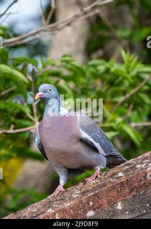 Holztaube (Columba palumbus) auf einem Dach im Frühjahr in West Sussex, England, Großbritannien. Barsch der Taube. Stockfoto