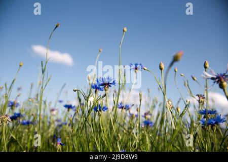 Landschaft mit blühenden Kornblumen. Blühendes Feld mit blauen Kornblumen. Stockfoto