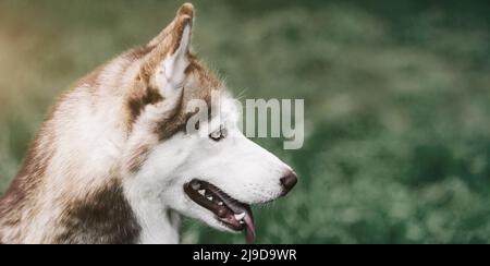 Profilportrait der schönen Hunderasse sibirische Husky im Freien Stockfoto