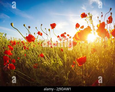 Blühende rote Mohnblumen auf dem Feld gegen die Sonne, blauer Himmel. Wilde Blumen im Frühling. Dramatische Tag und schöne Szene. Wunderbares Bild von Tapeten. Ex Stockfoto