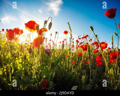 Blühende rote Mohnblumen auf dem Feld gegen die Sonne, blauer Himmel. Wilde Blumen im Frühling. Dramatische Tag und schöne Szene. Wunderbares Bild von Tapeten. Ex Stockfoto