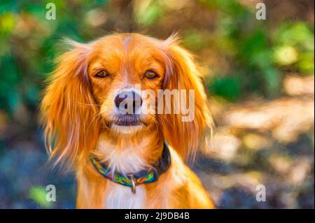Nahaufnahme eines Cocker Spaniel Hundes im Freien im Illustrationsmalformat Stockfoto