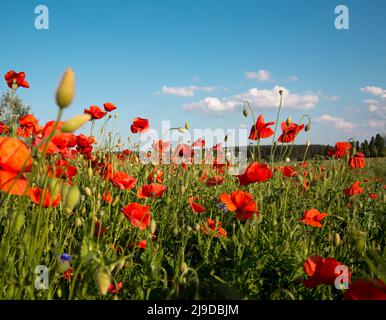 Landschaft mit blühenden roten Mohnblumen. Wiese aus Wildblumen mit Mohnblumen gegen den Himmel im Frühling. Stockfoto