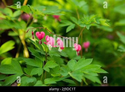 Nahaufnahme der leuchtend rosa Blüten der Dicentra-Pflanze in Herzform. Eine schöne Gartenmehrjährige mit dem beliebten Namen gebrochenes Herz oder Stockfoto