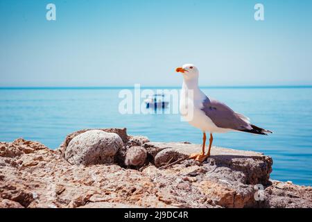 Vogelnest am Atlantik. Die malerische Szene im Freien. Ort Ort Dyrholaey Küste Island, Europa. Wunderbarer und wunderschöner Tag. Einzigartig Stockfoto