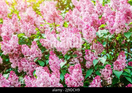 Atemberaubende, üppige Fliederblüten im Sonnenlicht. Herrlicher Tag und malerische Szene. Abstrakter saisonaler Hintergrund. Wunderbares Bild von Tapeten. Farbenfroh Stockfoto