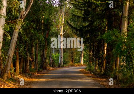 antalya, Hintergrund, Backwood, schön, Zweig, Ruhig, tief, Umwelt, Laub, Wald, Gras, grün, Landschaft, lang, Nebel, Morgen, Moos, Myste Stockfoto