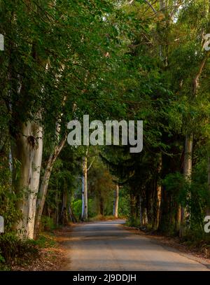 antalya, Hintergrund, Backwood, schön, Zweig, Ruhig, tief, Umwelt, Laub, Wald, Gras, grün, Landschaft, lang, Nebel, Morgen, Moos, Myste Stockfoto