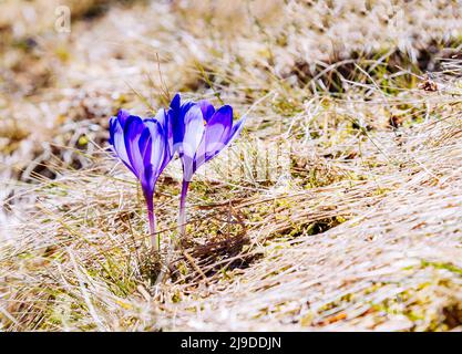 Atemberaubende erste Blüten im trockenen gelben Gras. Herrlicher Tag und malerische Szene. Standort Ort der Ukraine Europa. Wundervolle Tapete. Nahaufnahme Stockfoto