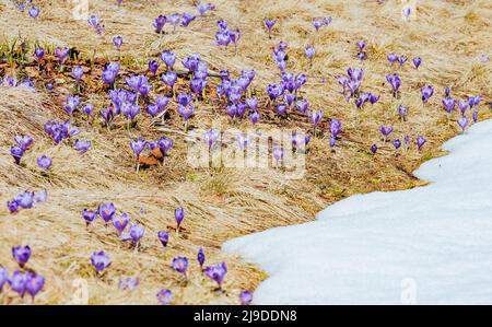 Atemberaubende erste Blüten in trockenem gelbem Gras. Wunderschöner Tag und schöne Szene. Lage Ort Karpatenberg Ukraine. Wundervolle Tapete. Abstract s Stockfoto