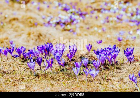 Atemberaubende erste Blüten in trockenem gelbem Gras. Wunderschöner Tag und schöne Szene. Lage Ort Karpatenberg Ukraine. Wundervolle Tapete. Abstract s Stockfoto