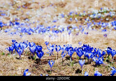 Atemberaubende erste Blüten in trockenem gelbem Gras. Wunderschöner Tag und schöne Szene. Lage Ort Karpatenberg Ukraine. Wundervolle Tapete. Abstract s Stockfoto