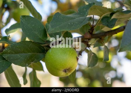 Selektiver Fokus, biologisch angebauter Apfel im Apfelgarten Stockfoto