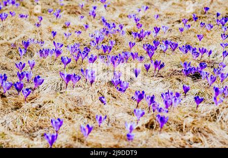 Atemberaubende erste Blüten im trockenen gelben Gras. Wunderschöner Tag und schöne Szene. Lage Ort Tatra Berg Polen. Wundervolle Tapete. Nahaufnahme Stockfoto