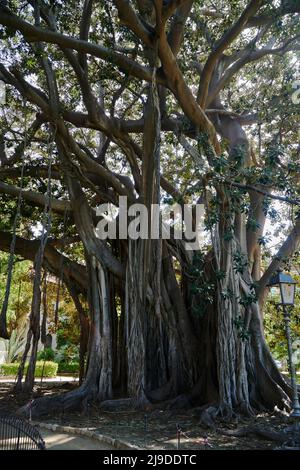 Palermo Zentrum, magischer Baum Stockfoto