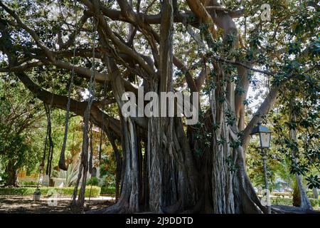 Palermo Zentrum, magischer Baum Stockfoto