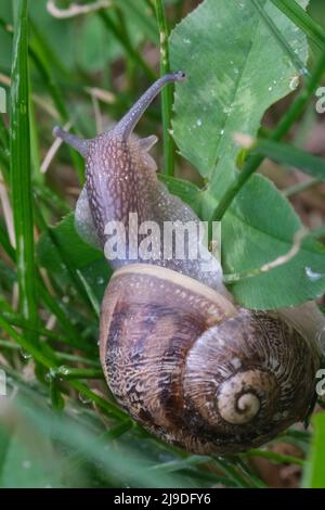 Makro-Nahaufnahme einer Schnecke, die sich auf dem grünen Blatt bewegt. Schlacke gleitet auf den Pflanzenblättern. Große Weichtierschnecken mit brauner gestreifter Schale, die auf grünen Blättern kriechen Stockfoto