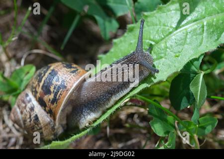 Makro-Nahaufnahme einer Schnecke, die sich auf dem grünen Blatt bewegt. Schlacke gleitet auf den Pflanzenblättern. Große Weichtierschnecken mit brauner gestreifter Schale, die auf grünen Blättern kriechen Stockfoto