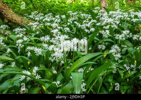 Allium Ursinum, Ransons oder wilder Knoblauch, der im Frühling in einem Suffolk, Großbritannien, angebaut wird. Stockfoto