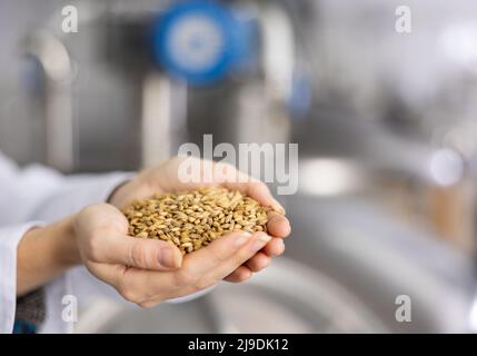 Eine Handvoll Gerstenmalz in den Händen einer Braumeisterin Stockfoto