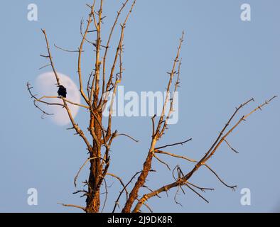 Rabe mit Mond dahinter Stockfoto