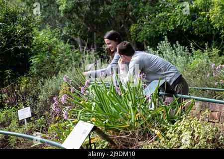 Kapstadt, Südafrika. 22.. Mai 2022. Am 22. Mai 2022 schauen sich Besucher Blumen im Kirstenbosch National Botanical Garden in Kapstadt, Südafrika, an. Quelle: Lyu Tianran/Xinhua/Alamy Live News Stockfoto