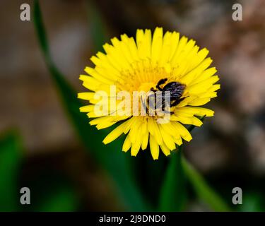 Eine Hummel bestäubt im Frühjahr einen Dandelion in einem Garten Stockfoto